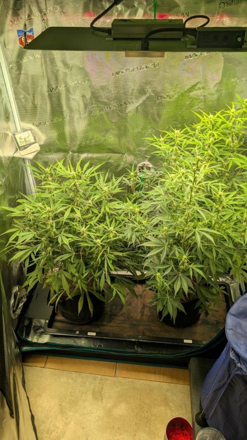 Skywalker OG & Strawberry Gorilla. Week 7