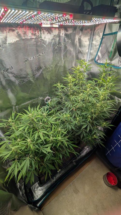 Skywalker OG & Strawberry Gorilla. Week 7