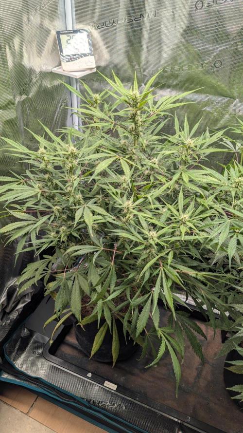 Skywalker OG & Strawberry Gorilla. Week 7