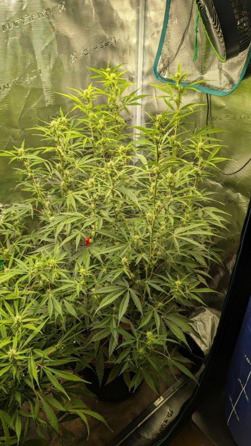 Skywalker OG & Strawberry Gorilla. Week 7