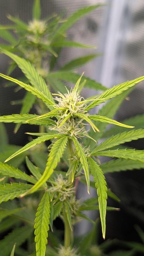 Skywalker OG & Strawberry Gorilla. Week 7