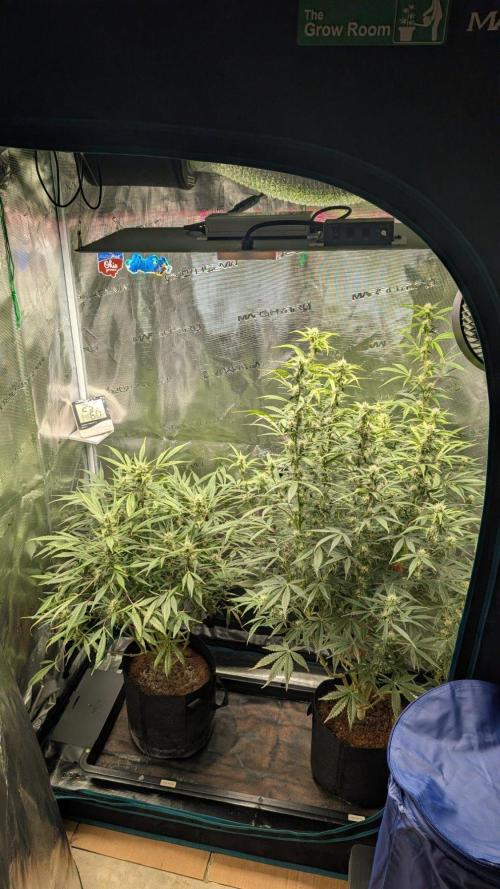 Skywalker OG & Strawberry Gorilla. Week 8