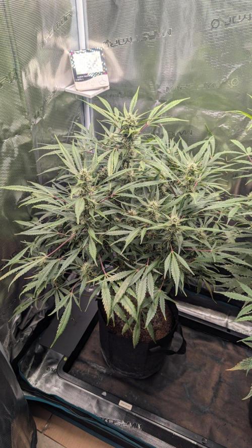 Skywalker OG & Strawberry Gorilla. Week 8