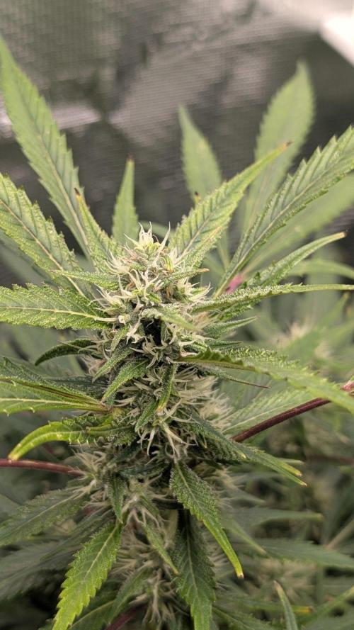 Skywalker OG & Strawberry Gorilla. Week 8