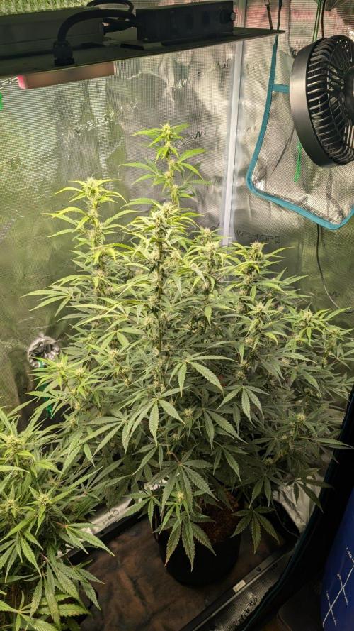 Skywalker OG & Strawberry Gorilla. Week 8
