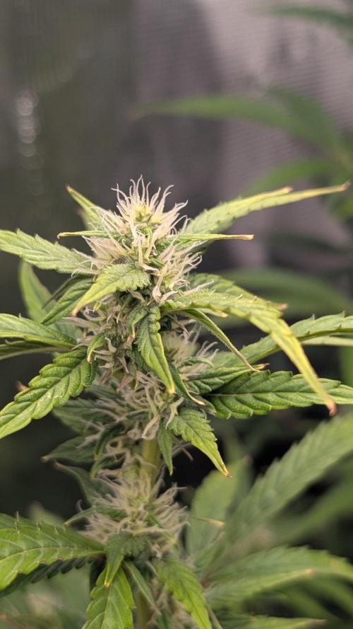 Skywalker OG & Strawberry Gorilla. Week 8
