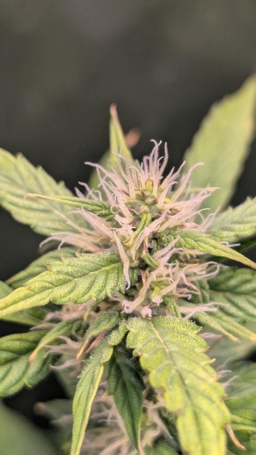 Skywalker OG & Strawberry Gorilla. Week 8