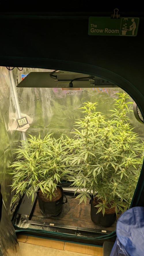 Skywalker OG & Strawberry Gorilla. Week 8