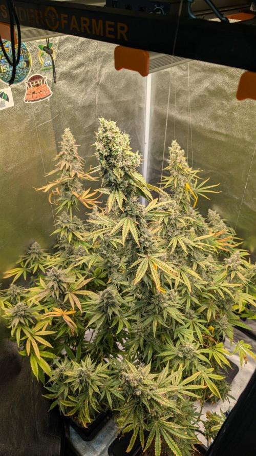 Sparkle Farts. Week 16