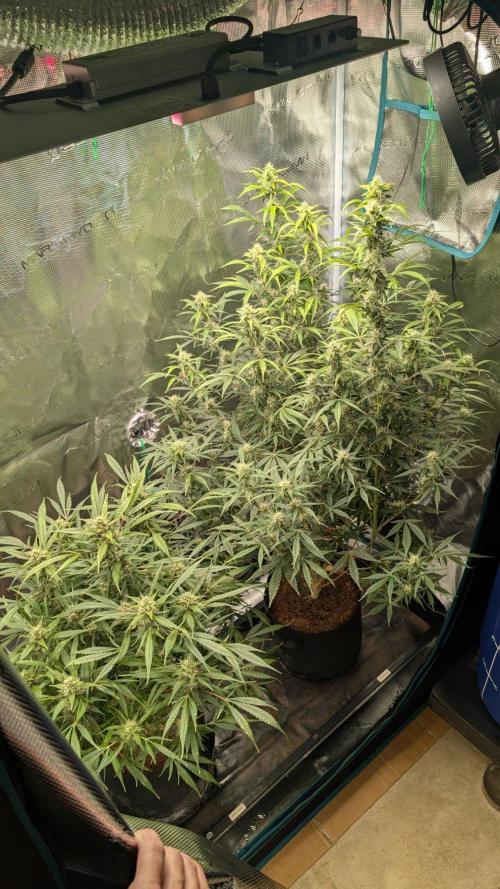 Skywalker OG & Strawberry Gorilla. Week 9