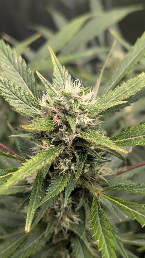 Skywalker OG & Strawberry Gorilla. Week 9