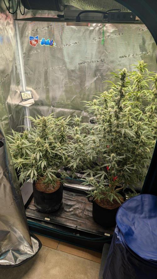 Skywalker OG & Strawberry Gorilla. Week 9