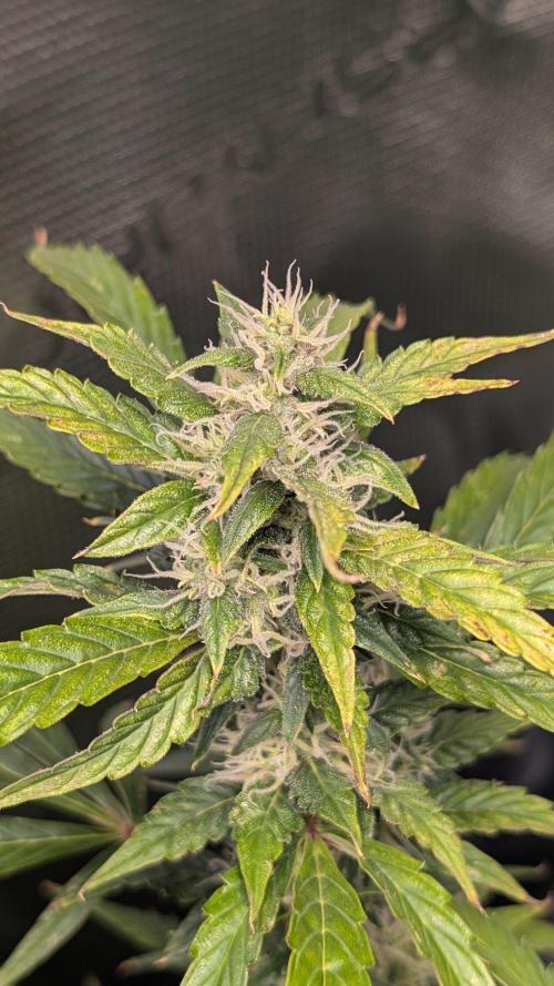 Skywalker OG & Strawberry Gorilla. Week 9