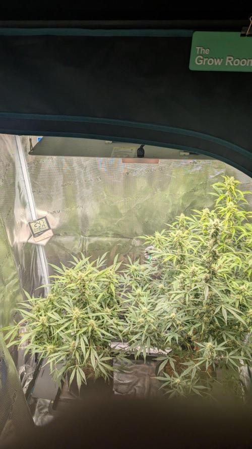 Skywalker OG & Strawberry Gorilla. Week 9