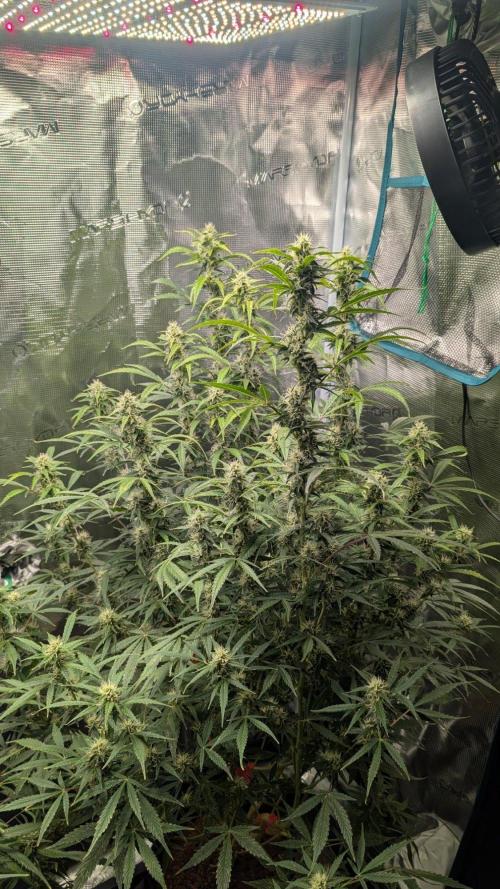 Skywalker OG & Strawberry Gorilla. Week 9