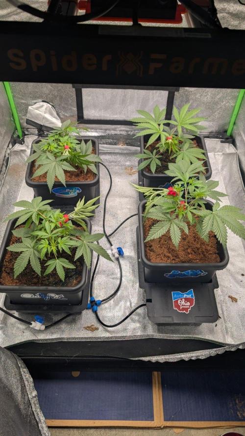 Kit Kat Strut & Pumpty Dumpty. Week 4
