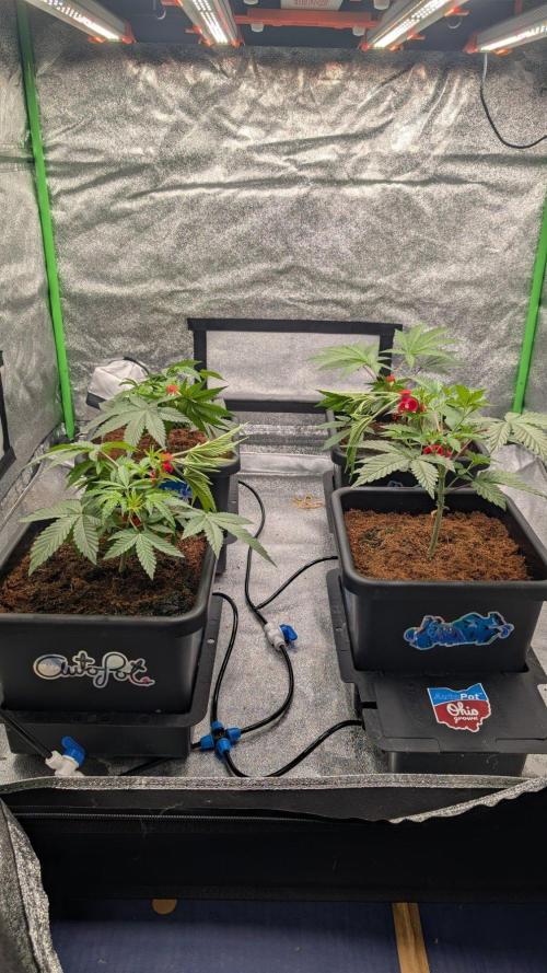 Kit Kat Strut & Pumpty Dumpty. Week 4