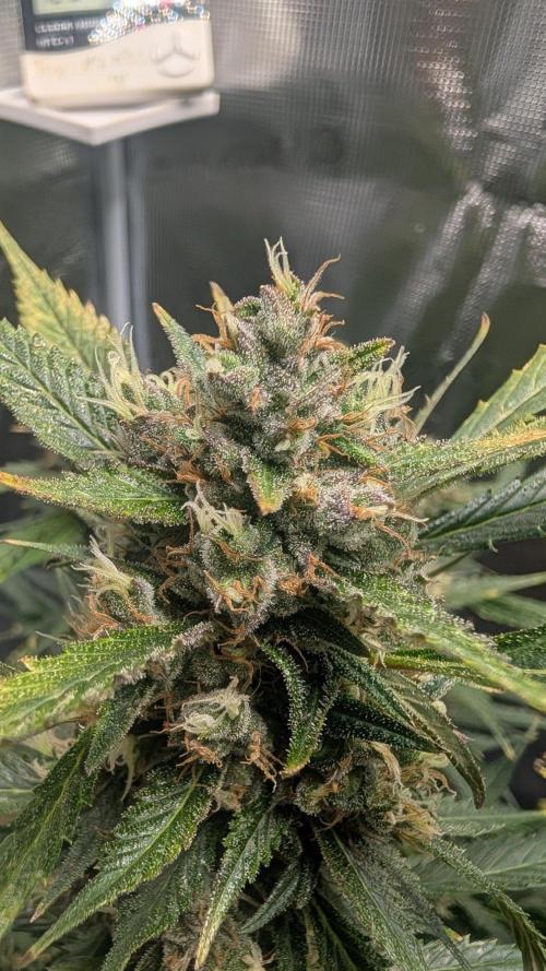 Skywalker OG & Strawberry Gorilla. Week 10