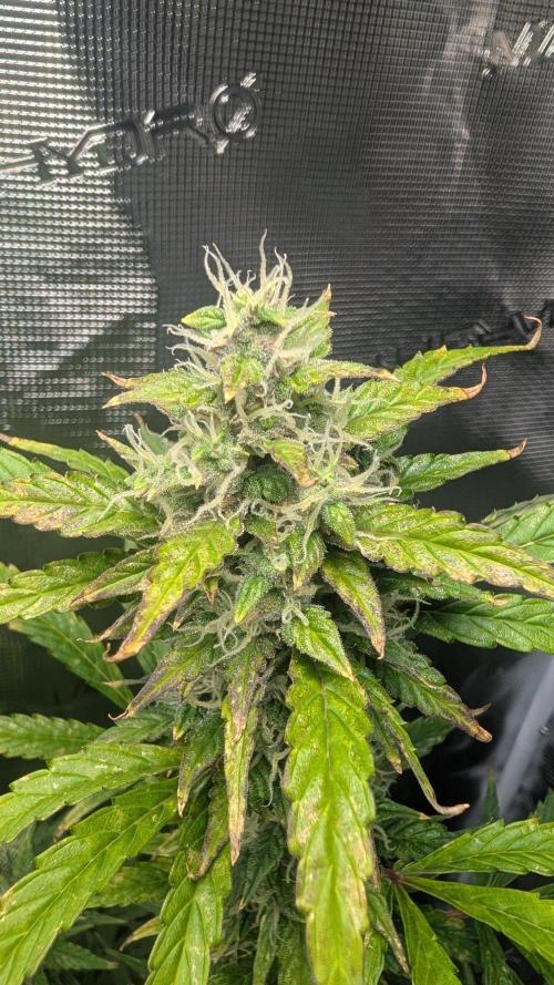 Skywalker OG & Strawberry Gorilla. Week 10