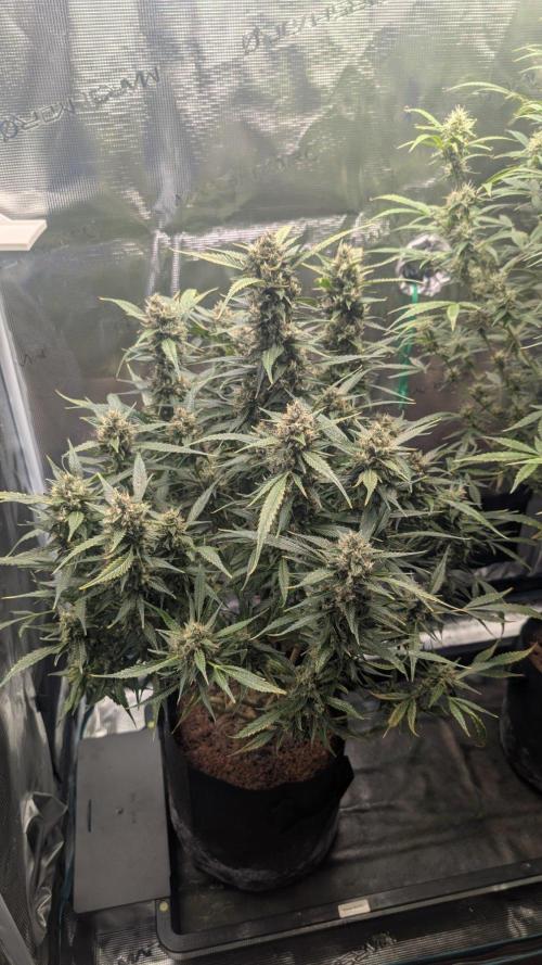 Skywalker OG & Strawberry Gorilla. Week 10