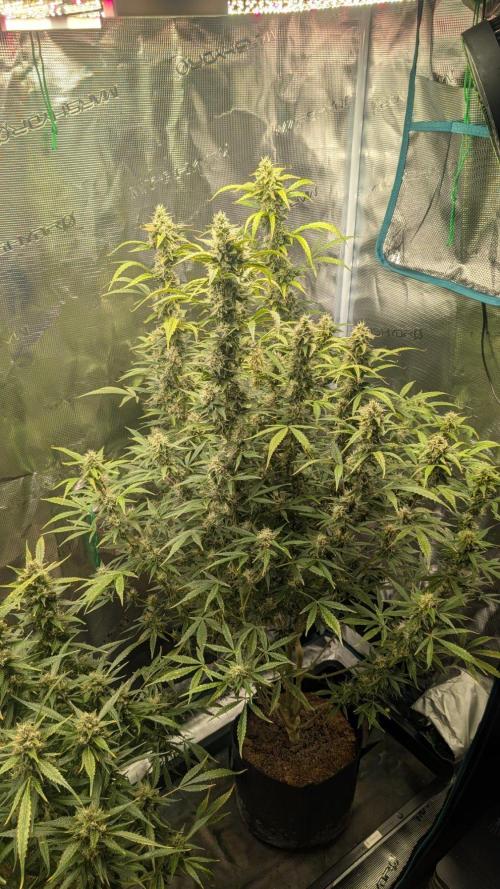 Skywalker OG & Strawberry Gorilla. Week 10