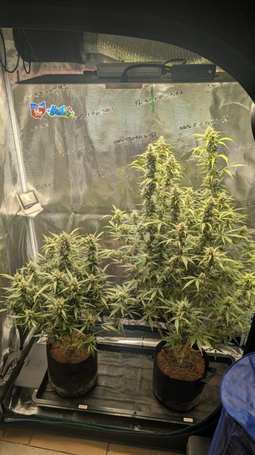 Skywalker OG & Strawberry Gorilla. Week 10