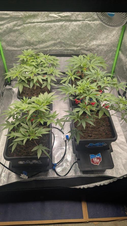 Kit Kat Strut & Pumpty Dumpty. Week 5