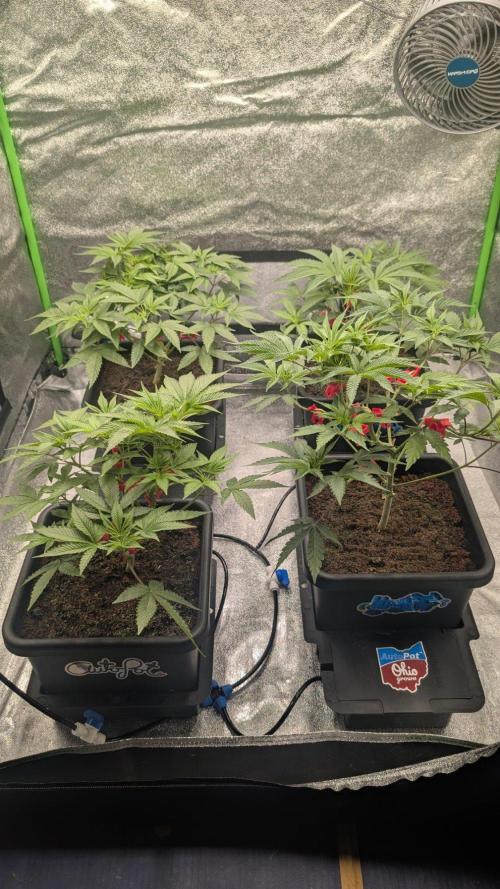 Kit Kat Strut & Pumpty Dumpty. Week 5