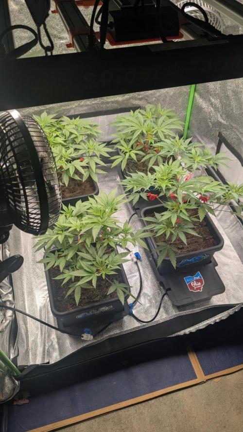 Kit Kat Strut & Pumpty Dumpty. Week 5