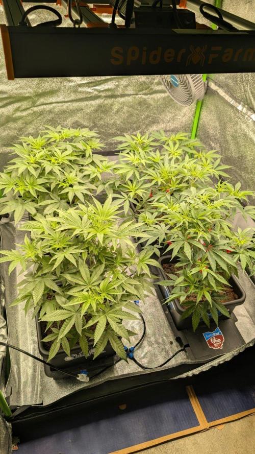Kit Kat Strut & Pumpty Dumpty. Week 6
