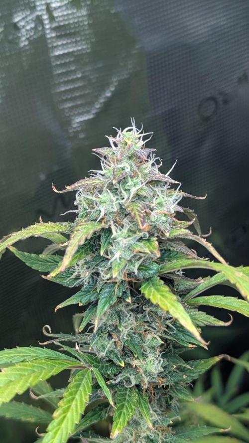 Skywalker OG & Strawberry Gorilla. Week 11