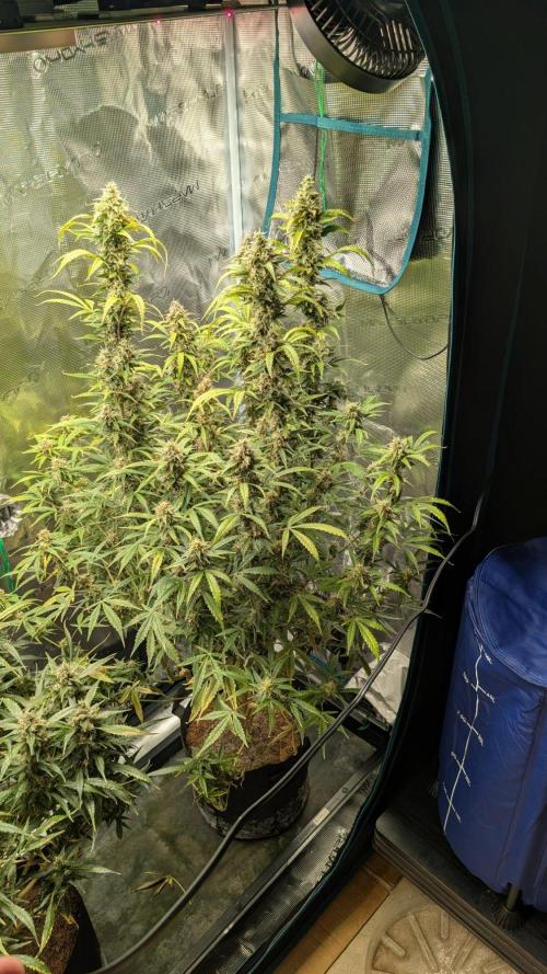 Skywalker OG & Strawberry Gorilla. Week 11