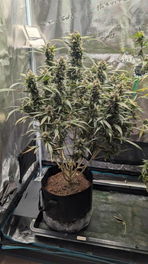 Skywalker OG & Strawberry Gorilla. Week 11