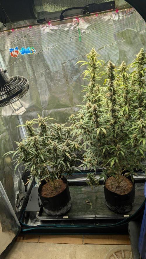 Skywalker OG & Strawberry Gorilla. Week 11