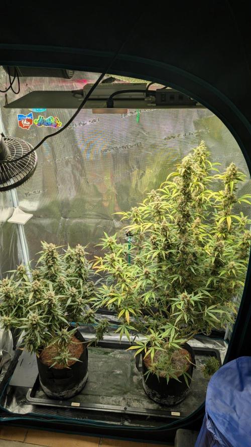 Skywalker OG & Strawberry Gorilla. Week 12