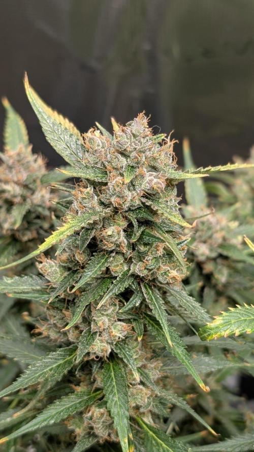 Skywalker OG & Strawberry Gorilla. Week 12