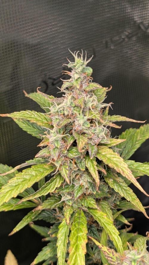 Skywalker OG & Strawberry Gorilla. Week 12