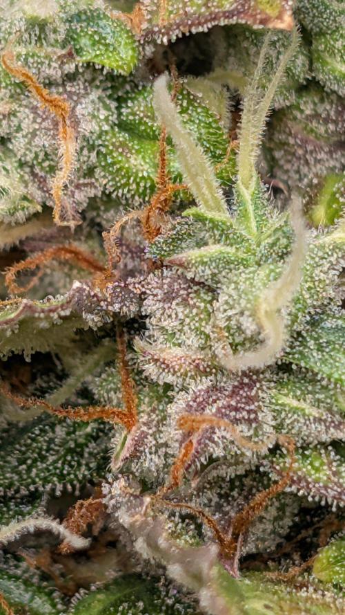 Skywalker OG & Strawberry Gorilla. Week 12