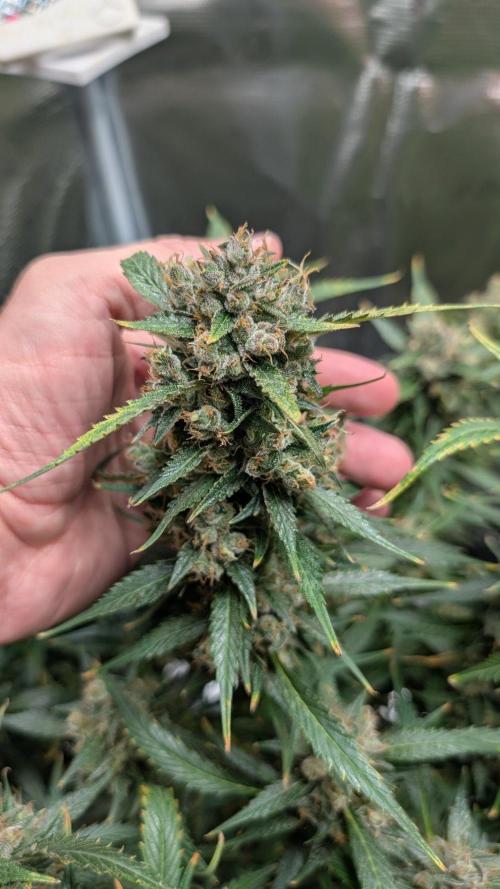 Skywalker OG & Strawberry Gorilla. Week 12