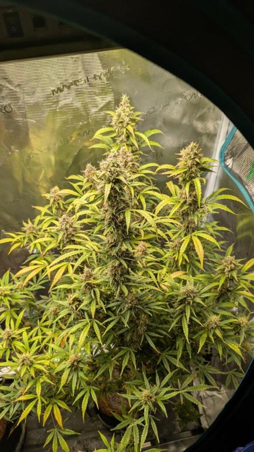 Skywalker OG & Strawberry Gorilla. Week 12