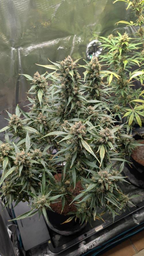 Skywalker OG & Strawberry Gorilla. Week 12