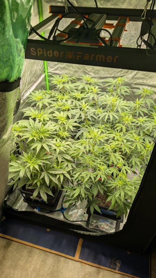 Kit Kat Strut & Pumpty Dumpty. Week 7