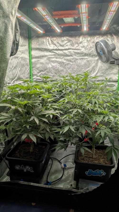 Kit Kat Strut & Pumpty Dumpty. Week 7