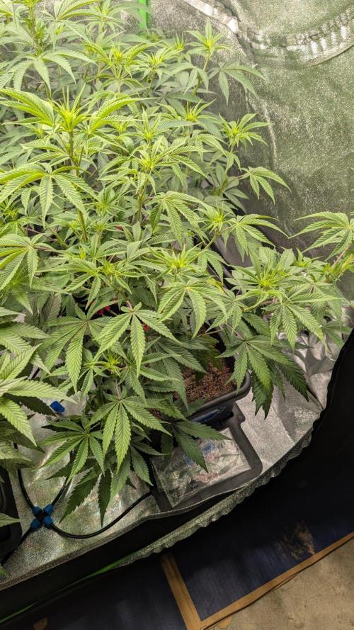 Kit Kat Strut & Pumpty Dumpty. Week 7