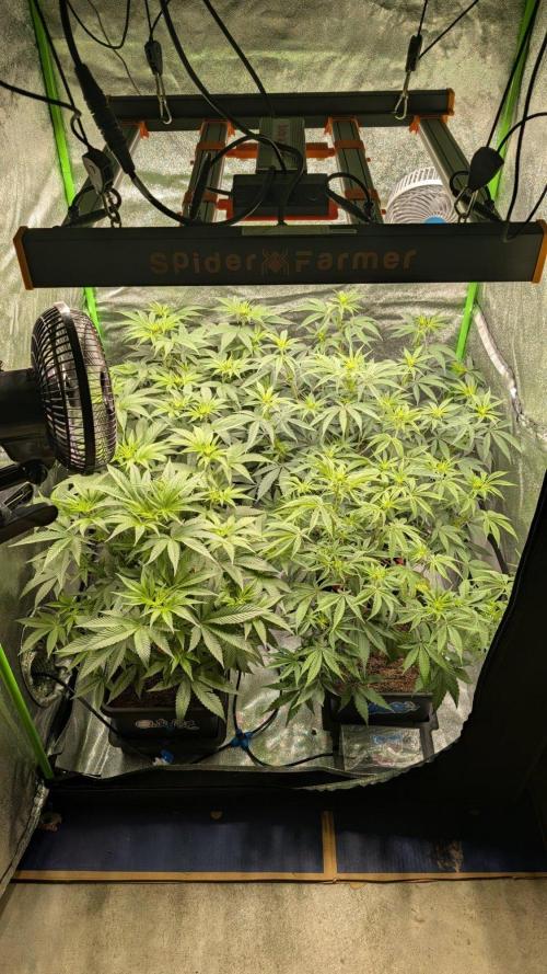 Kit Kat Strut & Pumpty Dumpty. Week 7
