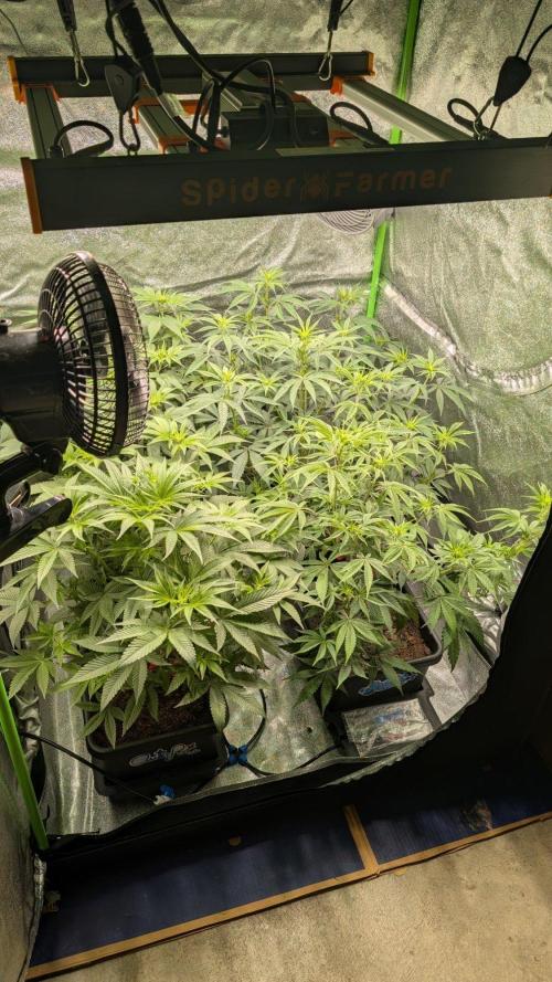 Kit Kat Strut & Pumpty Dumpty. Week 7