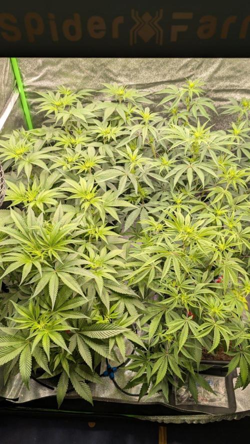Kit Kat Strut & Pumpty Dumpty. Week 7