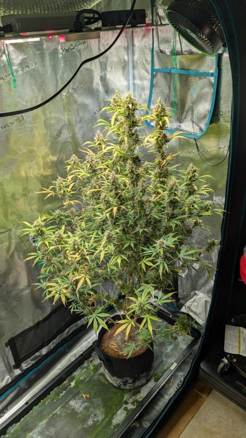Skywalker OG & Strawberry Gorilla. Week 13