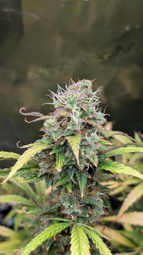 Skywalker OG & Strawberry Gorilla. Week 13