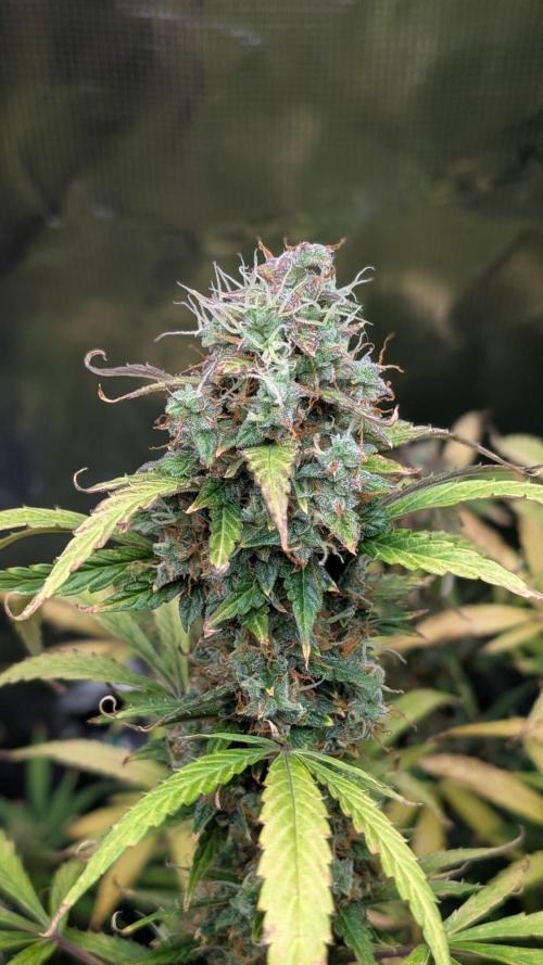 Skywalker OG & Strawberry Gorilla. Week 13
